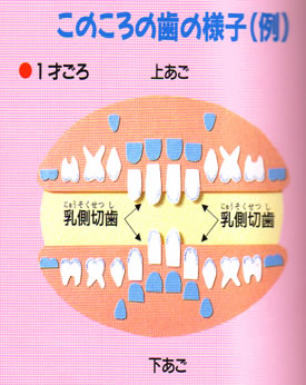 1歳 1歳6ヶ月のころ あべひろ総合歯科 三郷駅徒歩1分の総合歯科医院